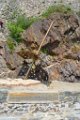 collioure 14 mai 2013 35  Copie