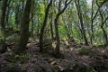 Monastere de la Verne Collobrieres 01062018 55