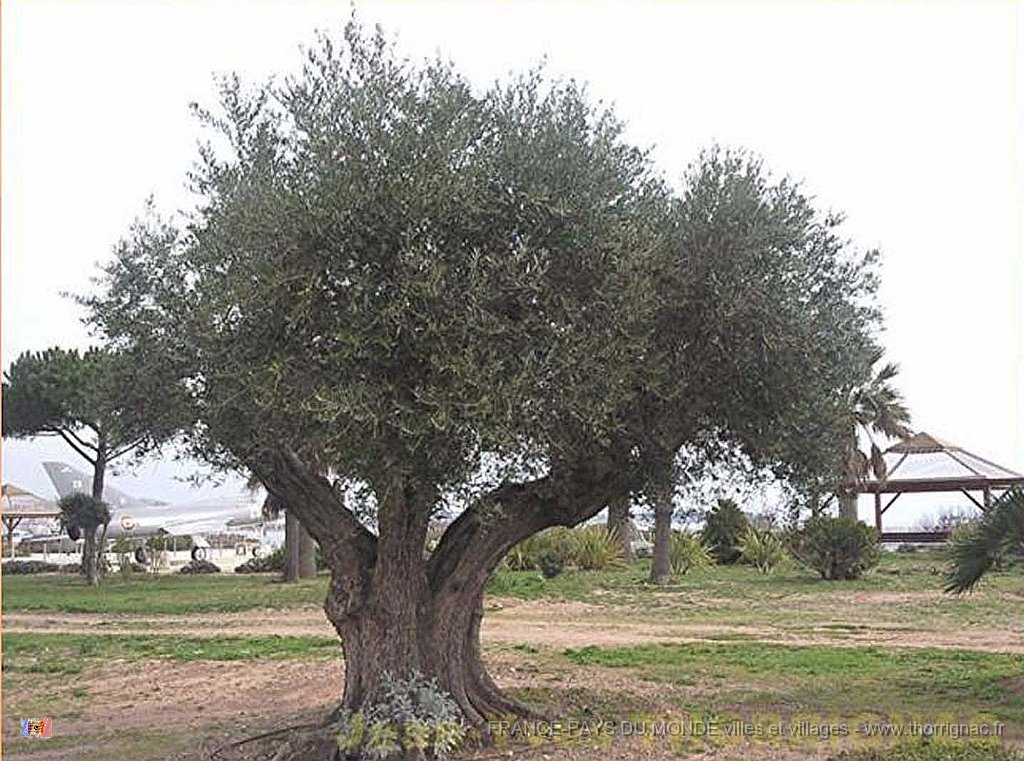 Diapositive8 .jpg - La végétation de la base nature "François Léotard".
