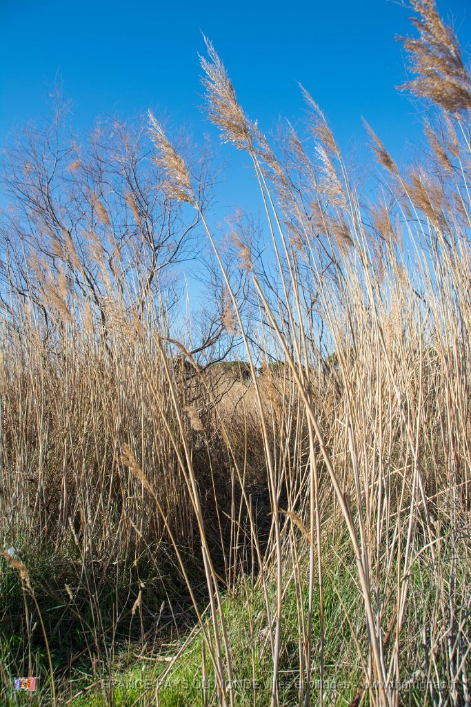 Etangs de Villepey 03122017 11.jpg - Fréjus (83) - Les étangs de Villepey - 03 décembre 2017.