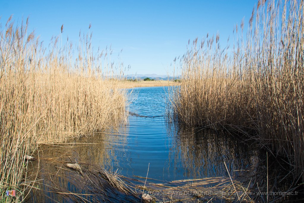 Etangs de Villepey 03122017 13.jpg - Fréjus (83) - Les étangs de Villepey - 03 décembre 2017.