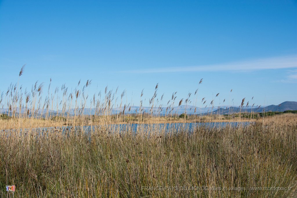 Etangs de Villepey 03122017 14.jpg - Fréjus (83) - Les étangs de Villepey - 03 décembre 2017.