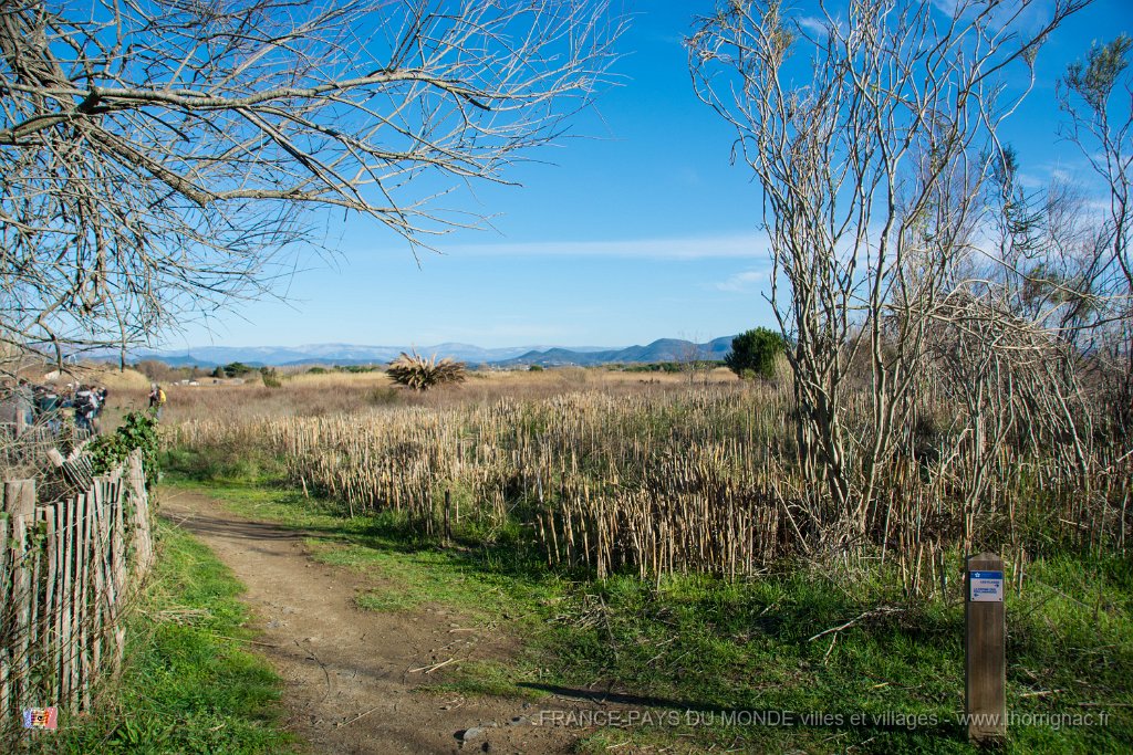 Etangs de Villepey 03122017 5.jpg - Fréjus (83) - Les étangs de Villepey - 03 décembre 2017.