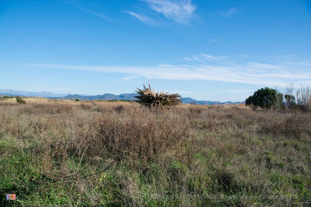 Etangs de Villepey 03122017 7.jpg - Fréjus (83) - Les étangs de Villepey - 03 décembre 2017.