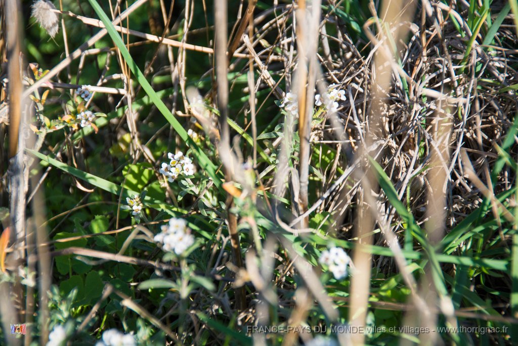 Etangs de Villepey 03122017 9.jpg - Fréjus (83) - Les étangs de Villepey - 03 décembre 2017.