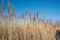 Etangs de Villepey 03122017 10