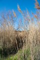 Etangs de Villepey 03122017 11
