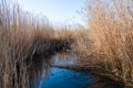 Etangs de Villepey 03122017 12