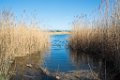Etangs de Villepey 03122017 13
