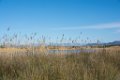 Etangs de Villepey 03122017 14