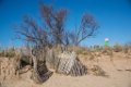 Etangs de Villepey 03122017 27