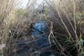 Etangs de Villepey 03122017 3