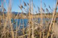 Etangs de Villepey 03122017 34
