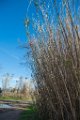 Etangs de Villepey 03122017 4