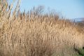 Etangs de Villepey 03122017 8