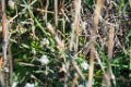 Etangs de Villepey 03122017 9
