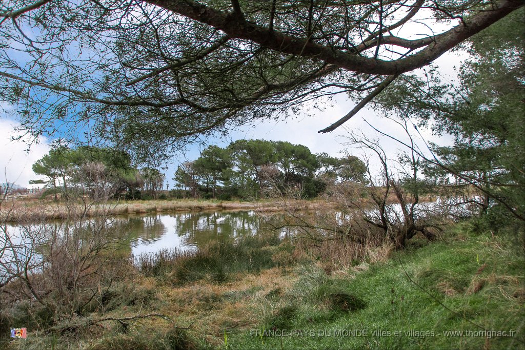 Etang Villepey 03 fevrier 2019 10.jpg - Fréjus (83) - Etangs de Villepey - 03 février 2019
