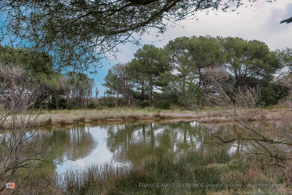Etang Villepey 03 fevrier 2019 11.jpg - Fréjus (83) - Etangs de Villepey - 03 février 2019