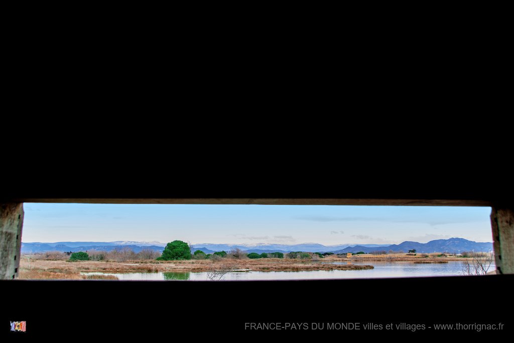 Etang Villepey 03 fevrier 2019 12.jpg - Fréjus (83) - Etangs de Villepey - 03 février 2019