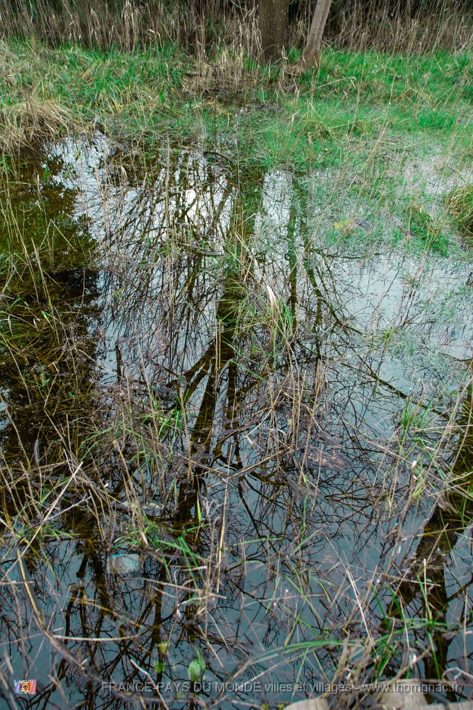 Etang Villepey 03 fevrier 2019 13.jpg - Fréjus (83) - Etangs de Villepey - 03 février 2019