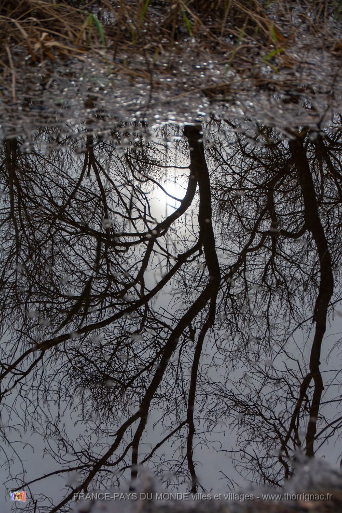 Etang Villepey 03 fevrier 2019 14.jpg - Fréjus (83) - Etangs de Villepey - 03 février 2019