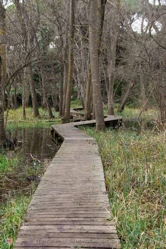 Etang Villepey 03 fevrier 2019 15.jpg - Fréjus (83) - Etangs de Villepey - 03 février 2019