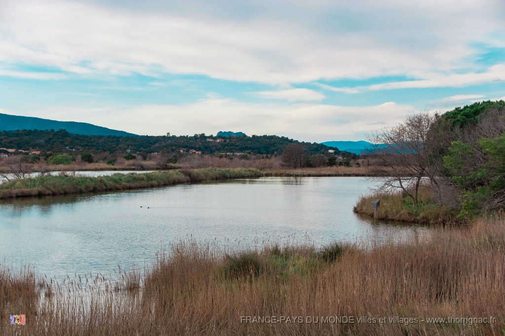 Etang Villepey 03 fevrier 2019 22.jpg - Fréjus (83) - Etangs de Villepey - 03 février 2019