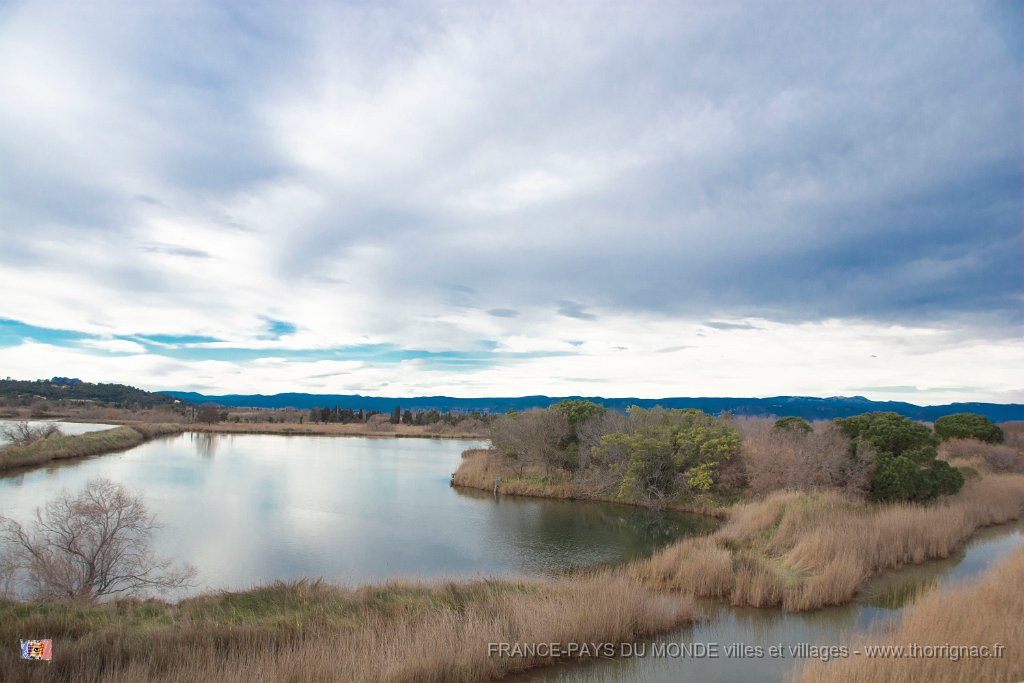 Etang Villepey 03 fevrier 2019 28.jpg - Fréjus (83) - Etangs de Villepey - 03 février 2019