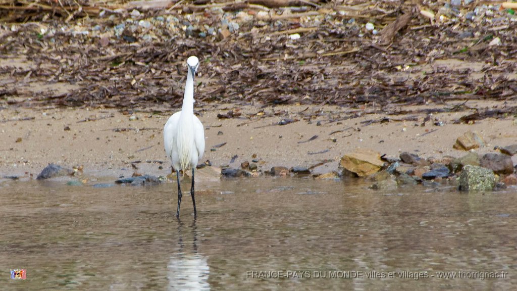 Etang Villepey 03 fevrier 2019 3.jpg - Fréjus (83) - Etangs de Villepey - 03 février 2019