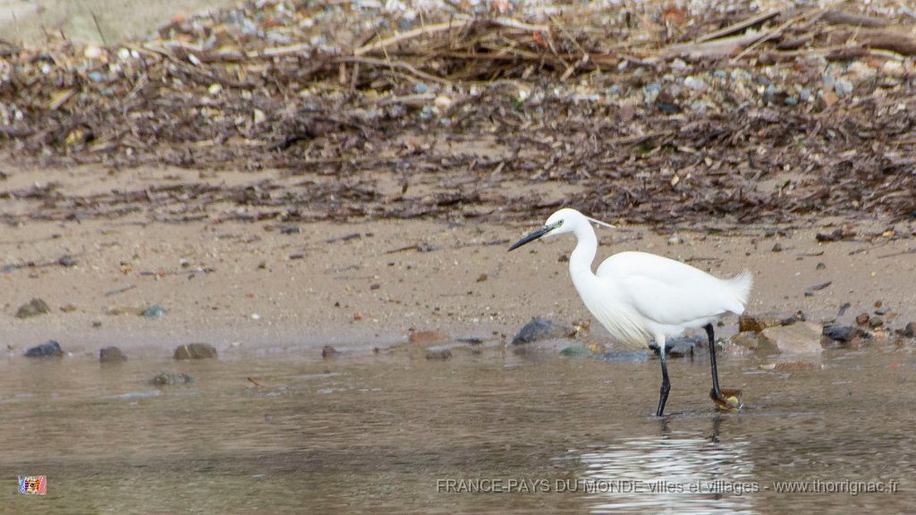 Etang Villepey 03 fevrier 2019 4.jpg - Fréjus (83) - Etangs de Villepey - 03 février 2019