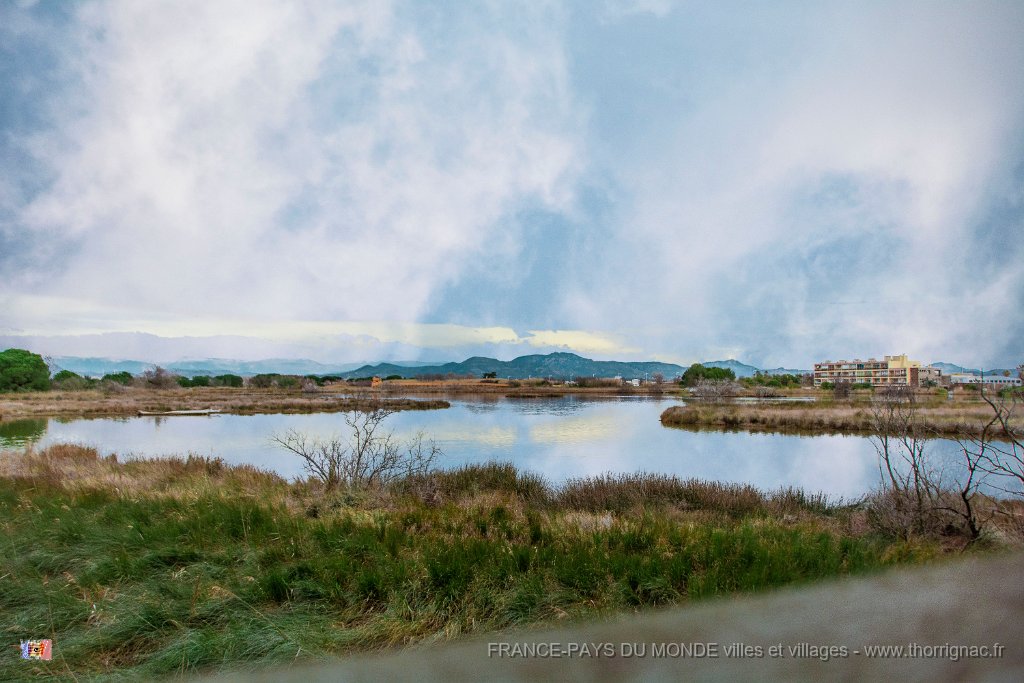 Etang Villepey 03 fevrier 2019 9.jpg - Fréjus (83) - Etangs de Villepey - 03 février 2019