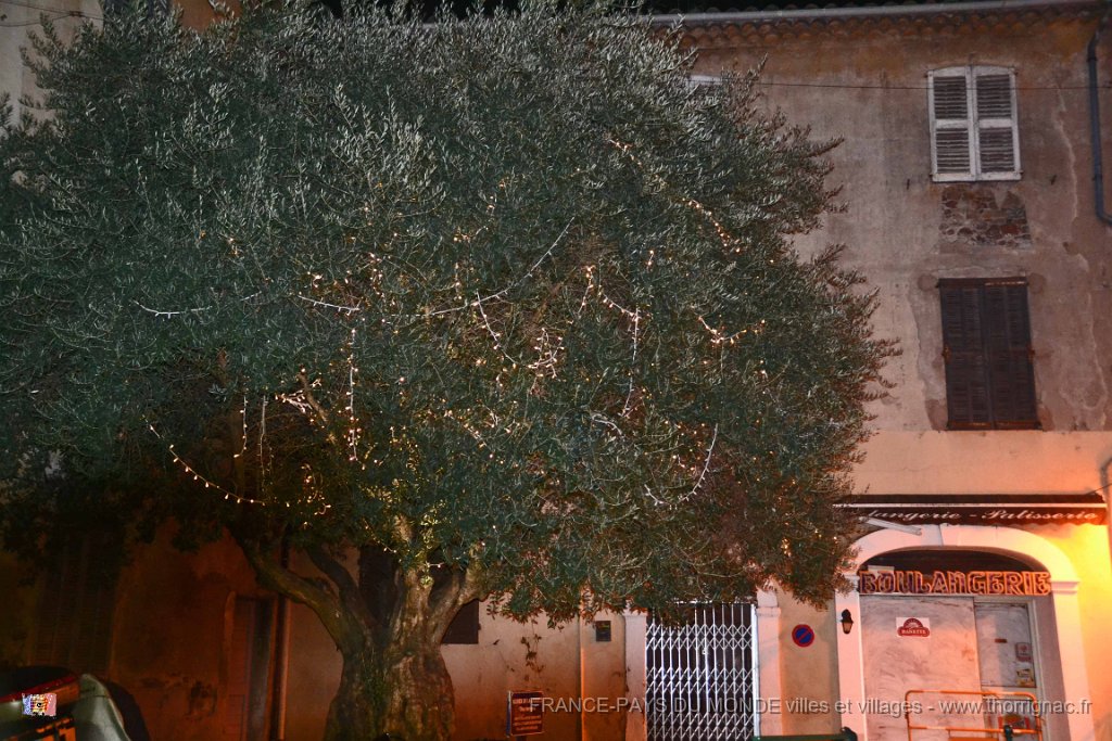 Frejus 08 decembre 2013 59.JPG - Place du Couvent et son olivier millénaire.08 décembre 2013