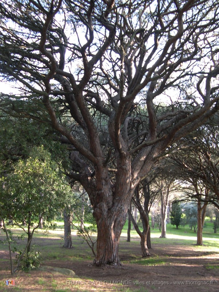 DSCN2901.JPG - La végétation du parc.