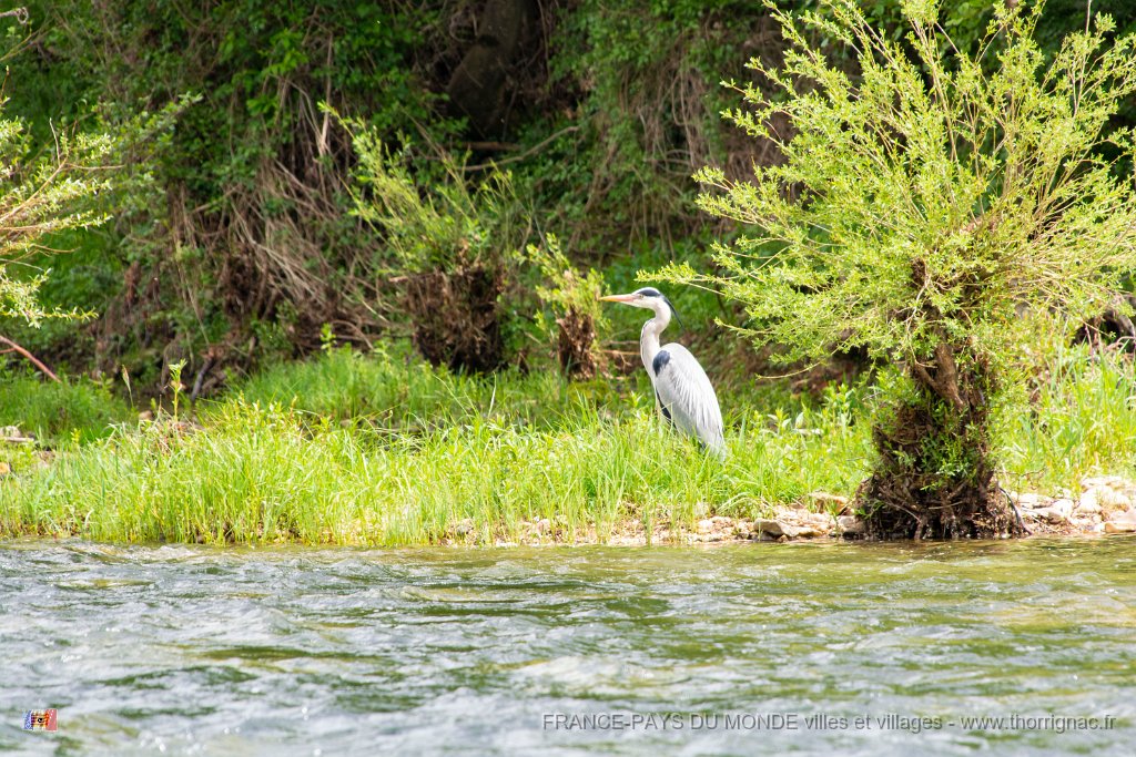 La Malene vers Peyre 26.jpg - La Malene vers Peyre (12) Gorges du Tarn - Mai 2019
