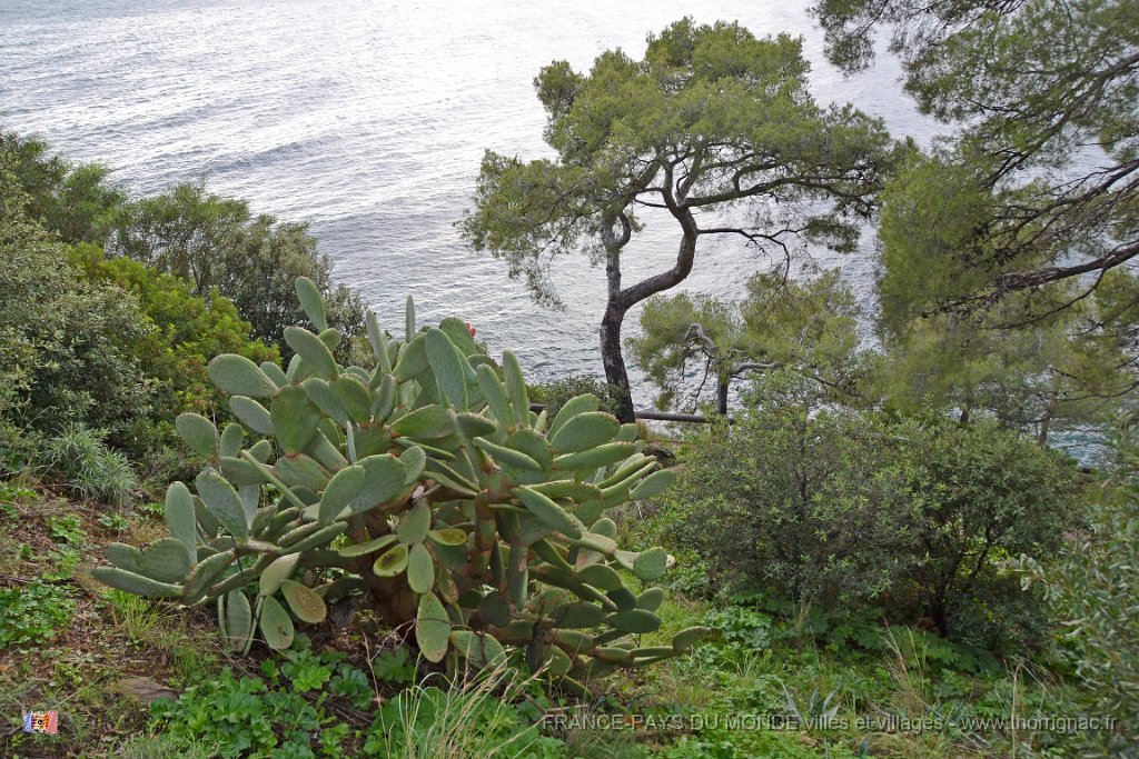 Pointe du Layet Le Lavandou 1.JPG - Flore à la Pointe du Layet.  Le 05 décembre sous la pluie.