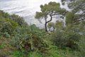 Pointe du Layet Le Lavandou 1