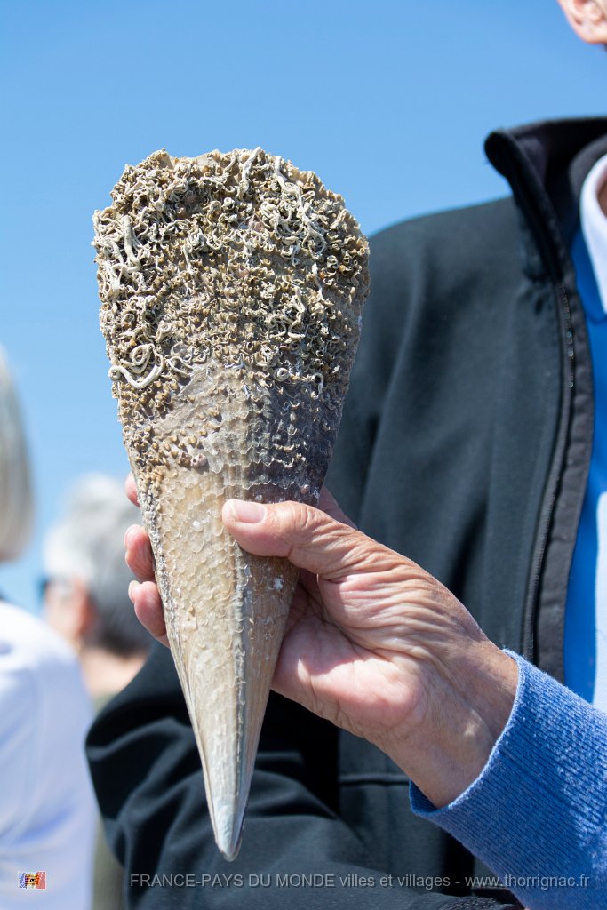 Marsaillan mai 2019 19.jpg - Marsellan (34) - Mai 2019