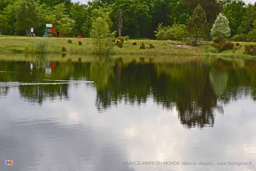 Romainville 11 mai 2013 70.JPG - Lac de Romainville. Une poule d'eau. Mai 2013