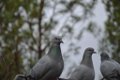 Palombiere temps pluvieux 01 11 2018 15