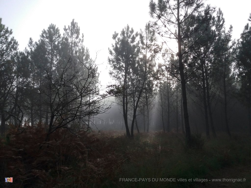 Palombiere beau temps 13 10 2018 22.jpg - Journée à une palombière par beau temps - 13 octobre 2018.