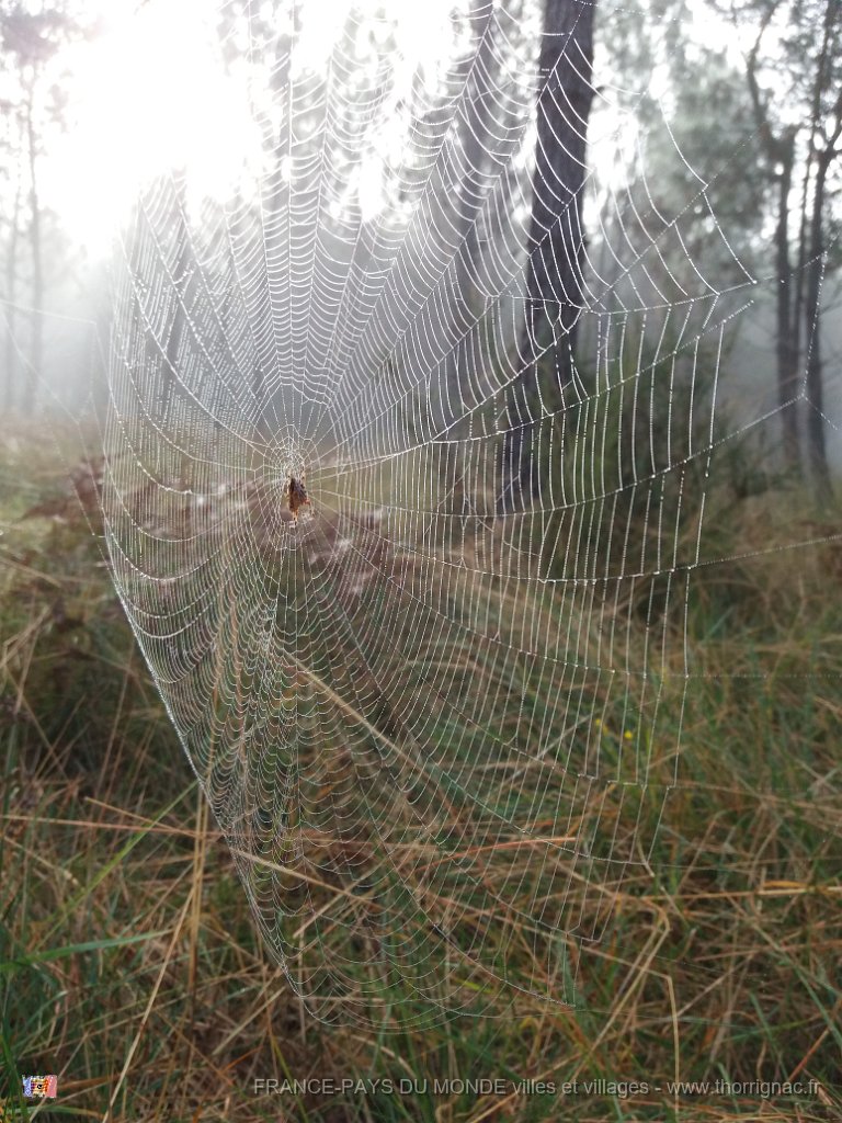 Palombiere beau temps 13 10 2018 25.jpg - Journée à une palombière par beau temps - 13 octobre 2018.