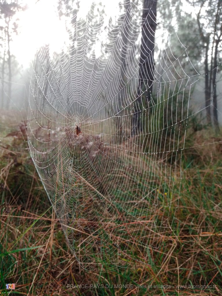 Palombiere beau temps 13 10 2018 26.jpg - Journée à une palombière par beau temps - 13 octobre 2018.