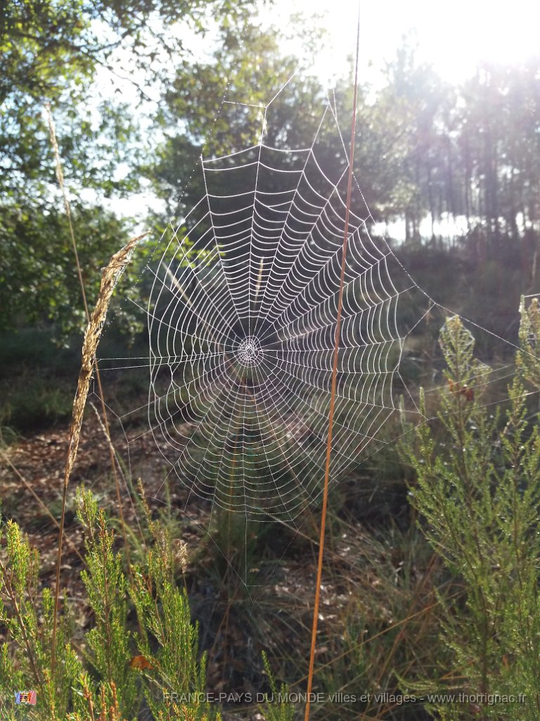 Palombiere beau temps 13 10 2018 29.jpg - Journée à une palombière par beau temps - 13 octobre 2018.