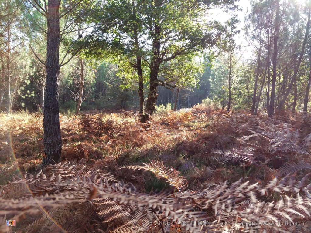 Palombiere beau temps 13 10 2018 32.jpg - Journée à une palombière par beau temps - 13 octobre 2018.
