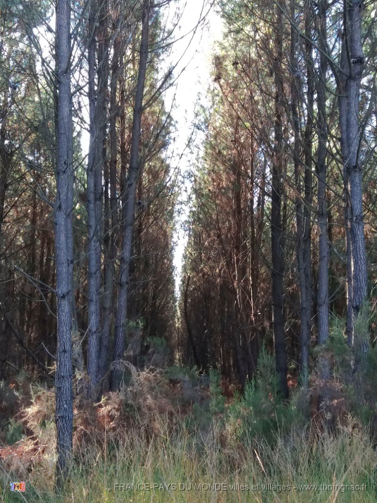 Palombiere beau temps 13 10 2018 42.jpg - Journée à une palombière par beau temps - 13 octobre 2018.