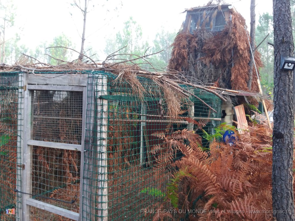 Palombiere beau temps 13 10 2018 7.jpg - Journée à une palombière par beau temps - 13 octobre 2018.