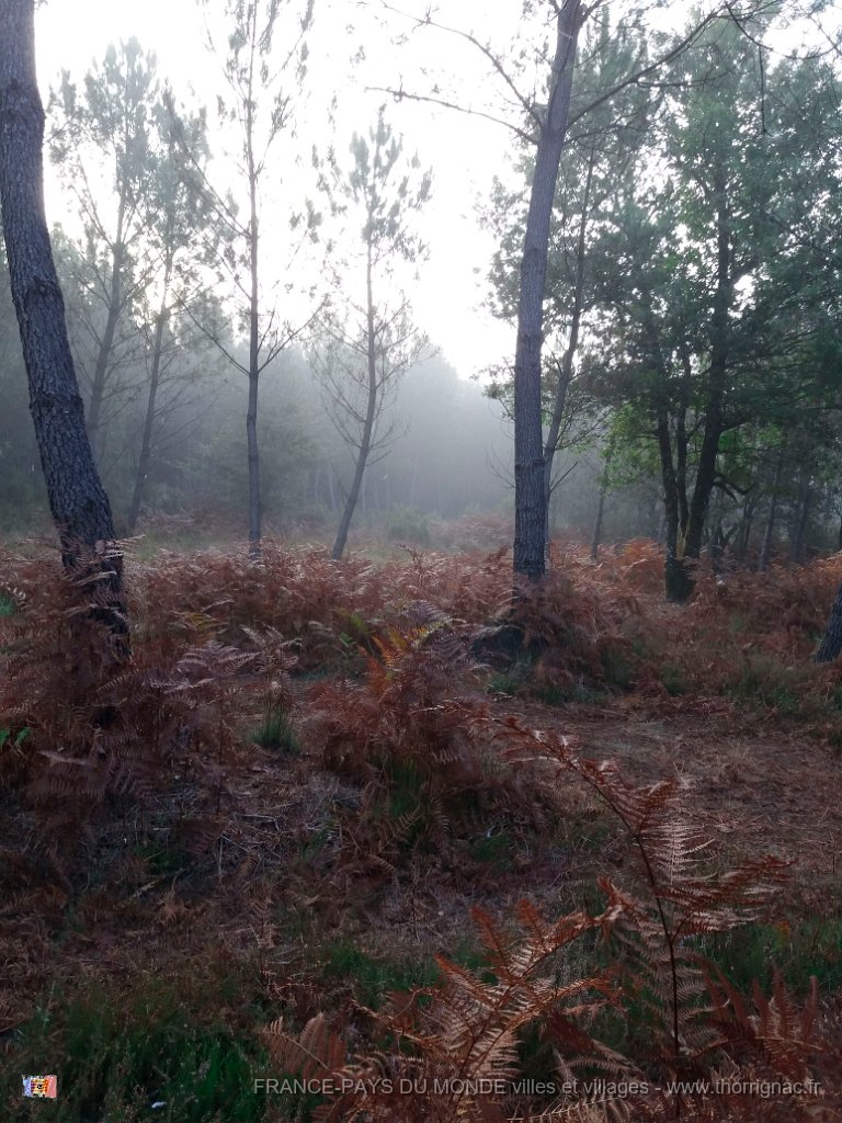 Palombiere beau temps 13 10 2018 9.jpg - Journée à une palombière par beau temps - 13 octobre 2018.