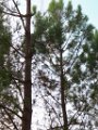 Palombiere beau temps 13 10 2018 12