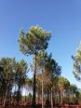 Palombiere beau temps 13 10 2018 34