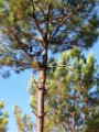 Palombiere beau temps 13 10 2018 35